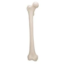 Femur Model