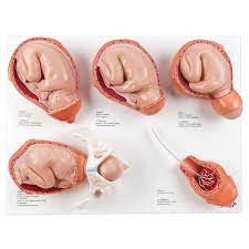 Intro to Gynecology Lab Set