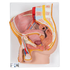 Pelvis Model