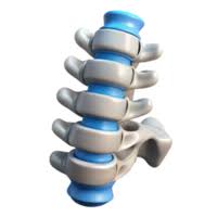 Spinal Segment