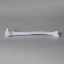 Tibia Model