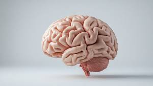 Cerebrum Model