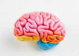 Brain Models