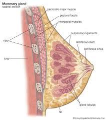 Breast Anatomy Model