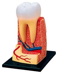 Dental Anatomy Model