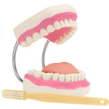 Dental Models