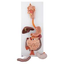 Digestive Tract Model