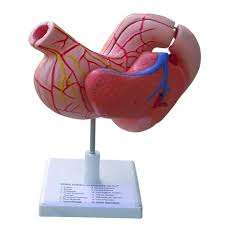 Stomach Model