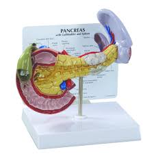 Liver Pancreas