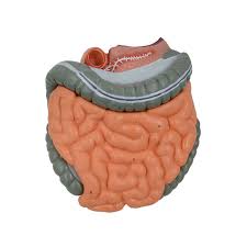 Intestines Model