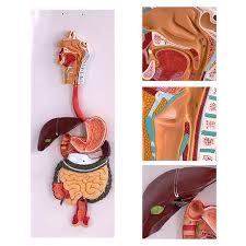 Digestive System Models