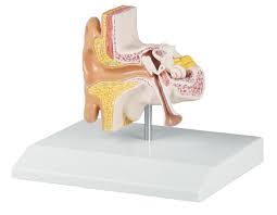 Ear Models