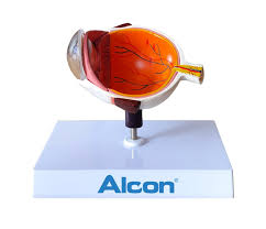 Eyeball Model