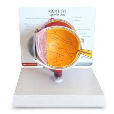 Retina and Nerve