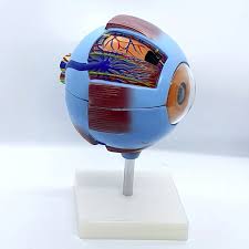 Ophthalmology Training Model