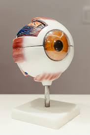 Eye Models