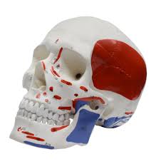 Human Skull Model