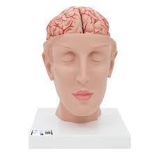 Head Brain Model