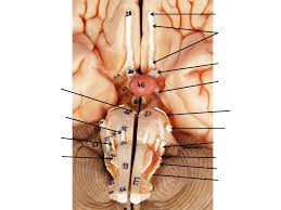 Cranial Nerves