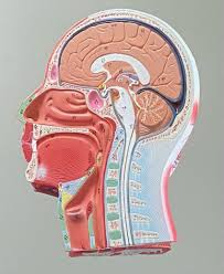 Head Models