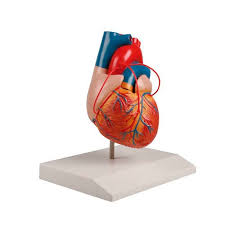 Health Education