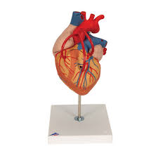 4-Part Heart Model