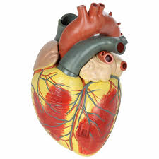 Heart with Arteries