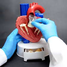 Heart Valve Demonstrator