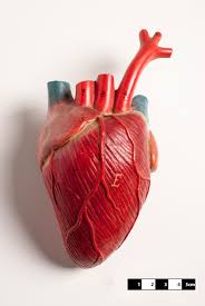 Human Heart Models