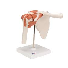 Shoulder Joint