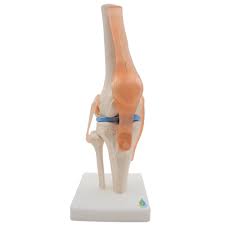 Knee Joint