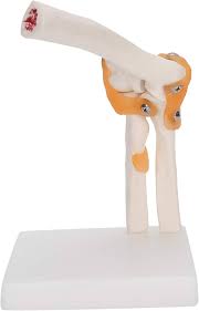 Elbow Joint