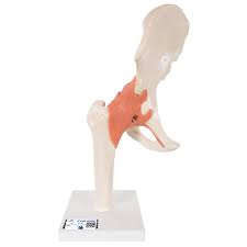 Hip Joint
