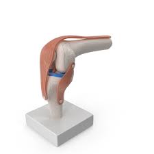 Joint Models