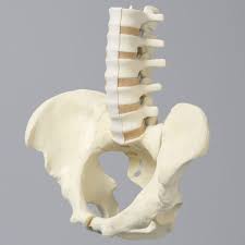 Spine and Pelvis Skeleton