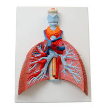Lung with Larynx