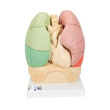 Segmented Lung