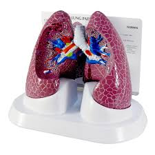 Pathological Lung