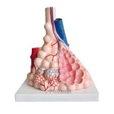 Alveoli Model