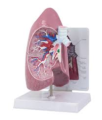 Lung Models