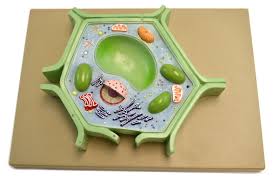 Plant Cell Model