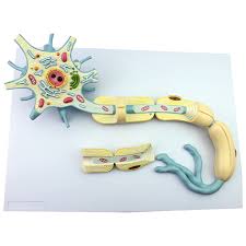 Neuron Model
