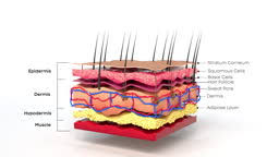 Skin Microstructure