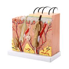 Microanatomy Models