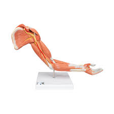 Muscular Arm