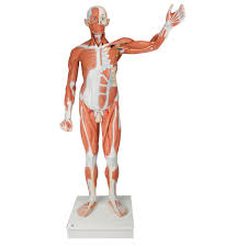 Full Muscle Body