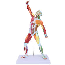 Muscle Models