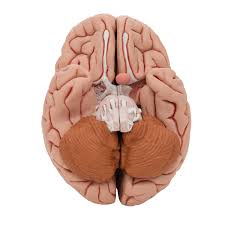 Brain Model