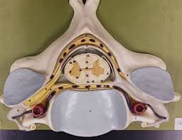 Spinal Cord