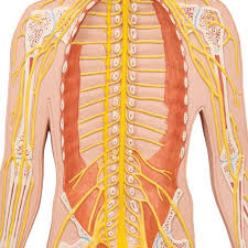 Nerve Pathways